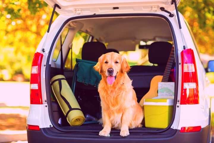 cachorro no porta malas